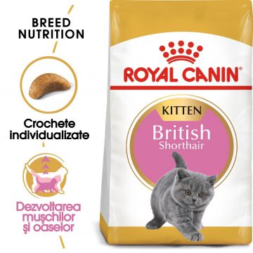 Royal Canin British Shorthair Kitten hrana uscata pisica junior, 400 g